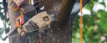 Professional Tree Services in Pelican Bay, TX