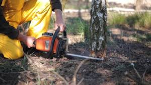 Best Tree Preservation Services  in Pelican Bay, TX