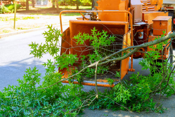 Best Root Management and Removal  in Pelican Bay, TX