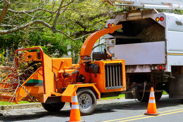 Professional Tree Services in Pelican Bay, TX