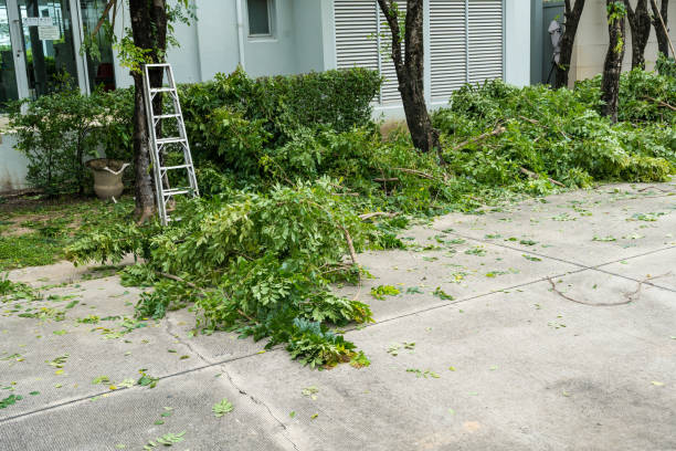 Best Tree and Shrub Care  in Pelican Bay, TX