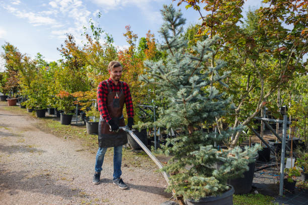 How Our Tree Care Process Works  in  Pelican Bay, TX