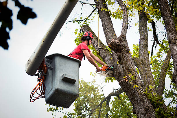 How Our Tree Care Process Works  in  Pelican Bay, TX