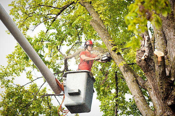 Best Tree Health Inspection  in Pelican Bay, TX
