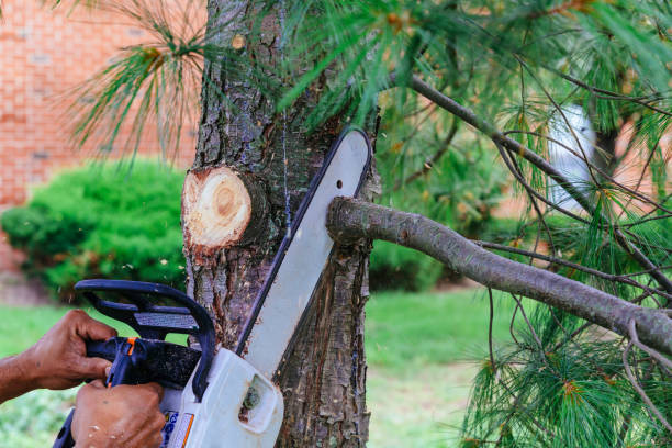 Best Hedge Trimming  in Pelican Bay, TX